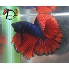 PJUN 2596